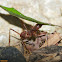 Leaf-cutter Ant