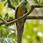 Red-rumped Parrot