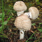 Shagtops