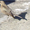 Brewers Blackbird