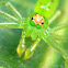 Magnolia Green Jumper