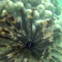 Feather Star