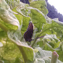 Red-Spotted Purple