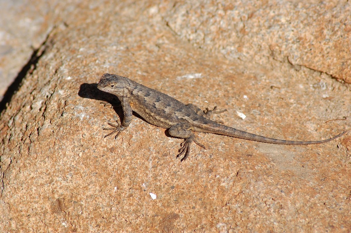 Western fence lizard