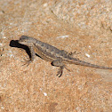 Western fence lizard