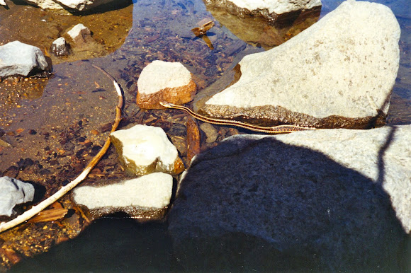 Spotting Image 1