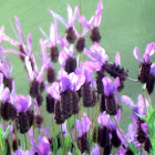 lavender