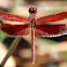 Painted Grasshawk Dragonfly