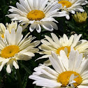 Daisy "Banana Cream"