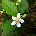 Blackberry