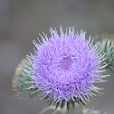 Bull thistle