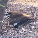 Killdeer