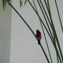 Cherrie's Tanager