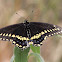 Black Swallowtail