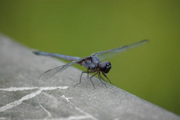 Spotting Image 1
