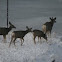Mule deer