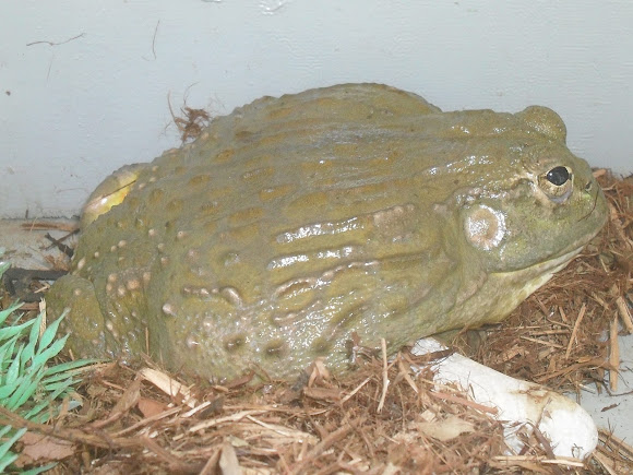 Spotting Image 1