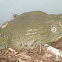 African Bullfrog