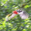 Red-breasted sapsucker
