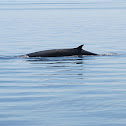 Minke Whale
