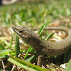 iberian wall lizard; lagartija ibérica
