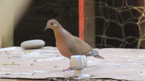 Spotting Image 1