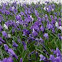 Crocus