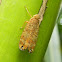 Lophopid planthopper