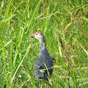 Purple Swamp hen