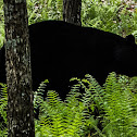 Black Bear