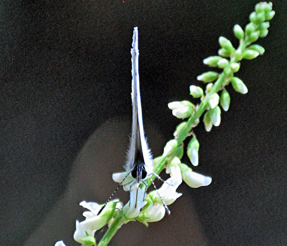Spotting Image 1