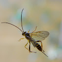 Hymenoptera: Icheumonidae