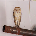 Barn Owl