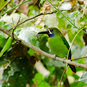Emerald Toucanet