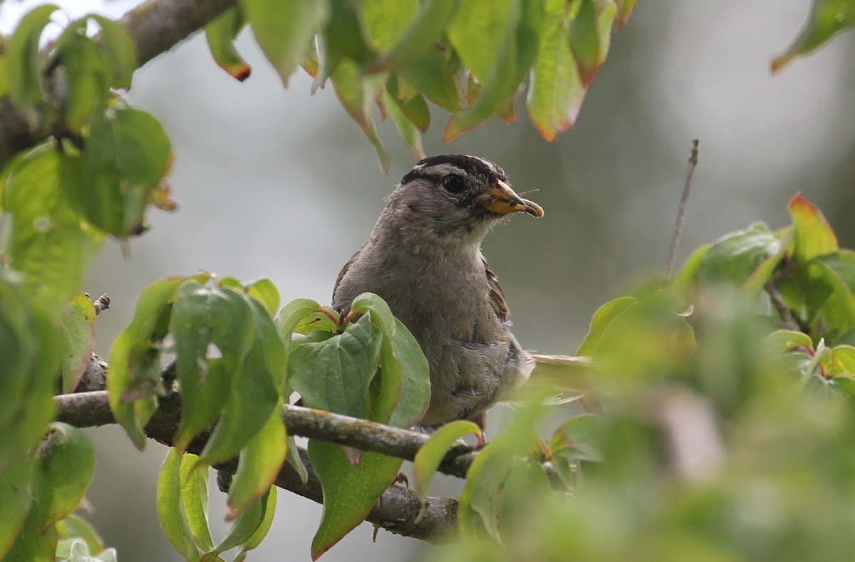 White-crowned Sparrow with food