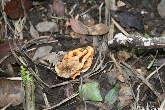 Spotting Image 1