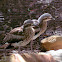 Bush Stone Curlew