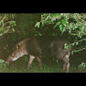 Tapir