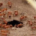 Harvester Ant