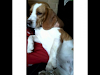 Vendo Perra Beagle
