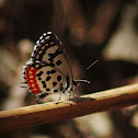 red pierrot