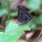 Banded Hairstreak