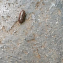 Pill bug