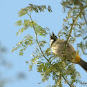 White-eared Bulbul