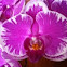 Phalaenopsis schilleriana