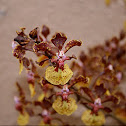 Oncidium kaizumic