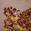Oncidium kaizumic