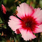 Dianthus
