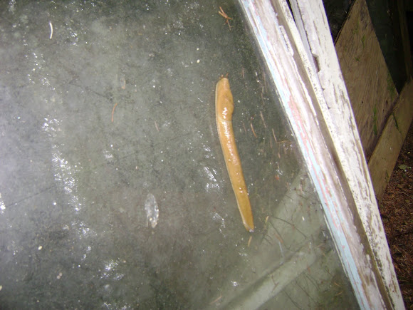 Spotting Image 1