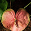 Anthurium